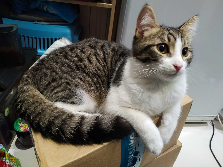 Котенок, мальчик в добрые заботливые руки. Бесплатно