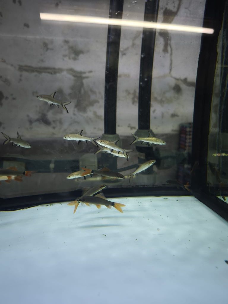 Peixes aquário água quente