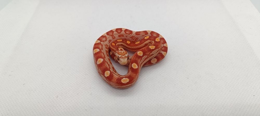 Wąż zbożowy (węże zbożowe)D4 Ultramel Motley