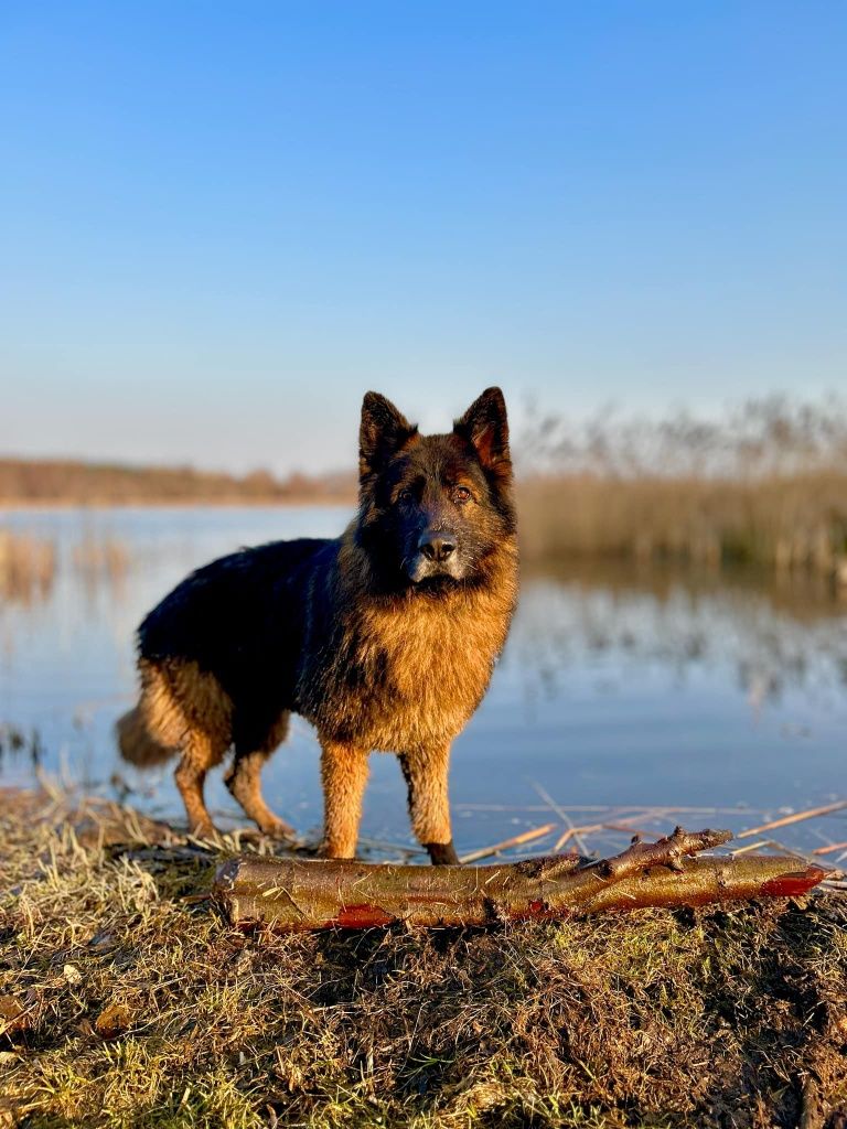 RAMBO czeka na dom