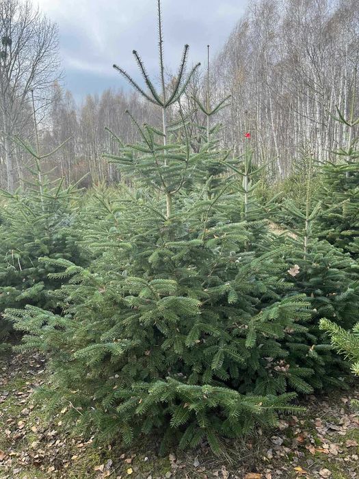 Choinki żywe bożonarodzeniowe