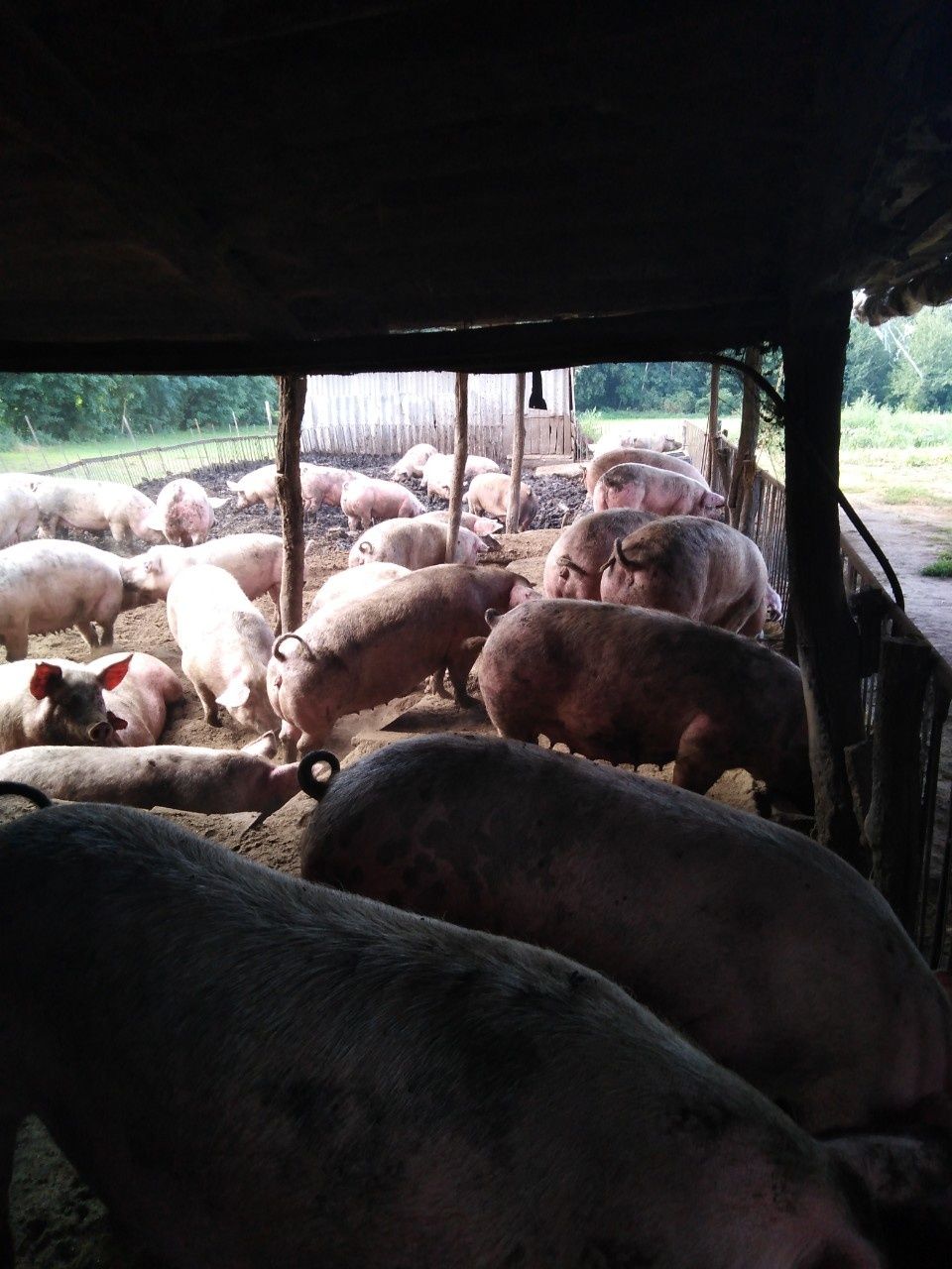 Продам свиней. Домашні свині живою вагою