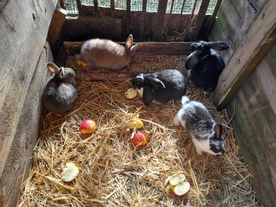 Młode zadbane króliki