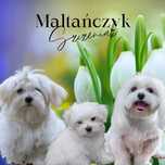 Maltańczyk piesek sunia