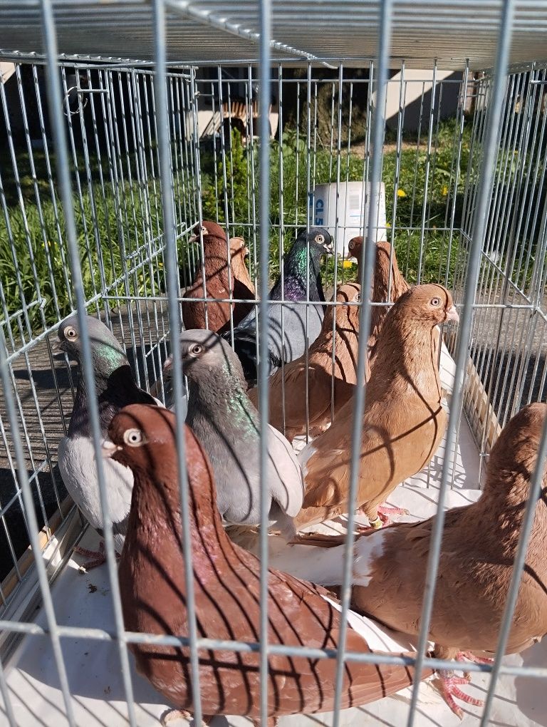 Bałogony węgierski 9 szt. Gołębie ozdobne