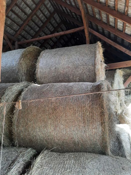 Siano w balotach 120cm