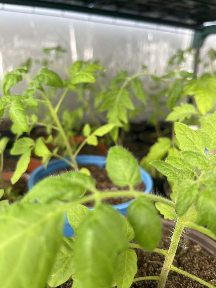 Ekologiczne sadzinki pomidorow pomidory koktailowe