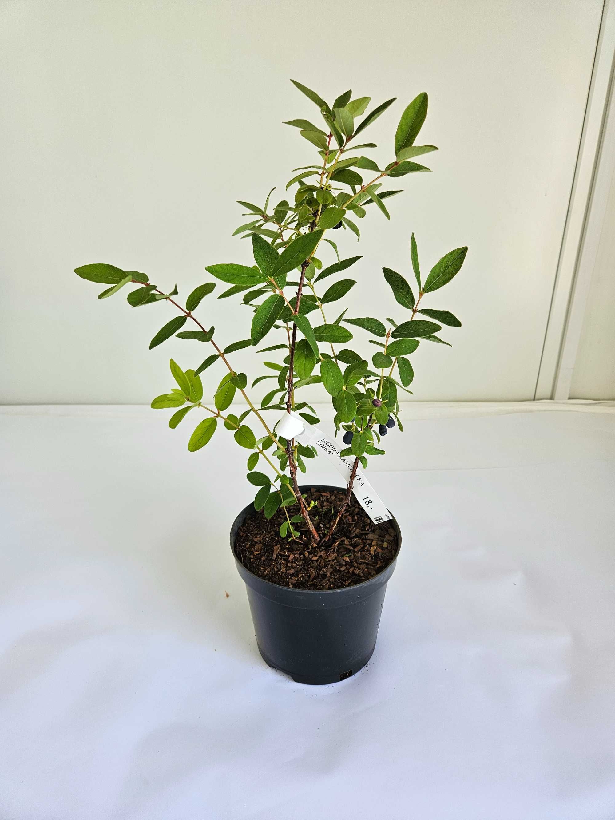 Jagoda kamczacka 'Zojka' (Lonicera caerulea var. kamtschatica 'Zojka')