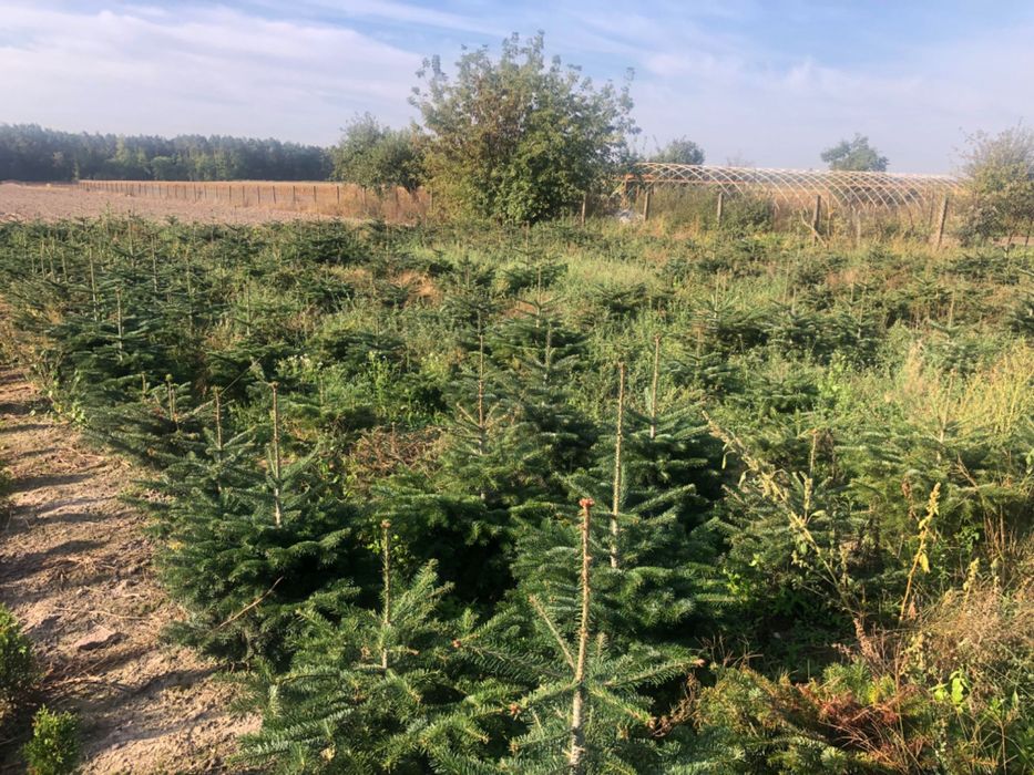 Jodła kaukaska doniczkowa 1/1.5 hurt detal