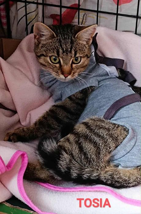 Z działek prosto do SERCA - potrzebna pilna adopcja