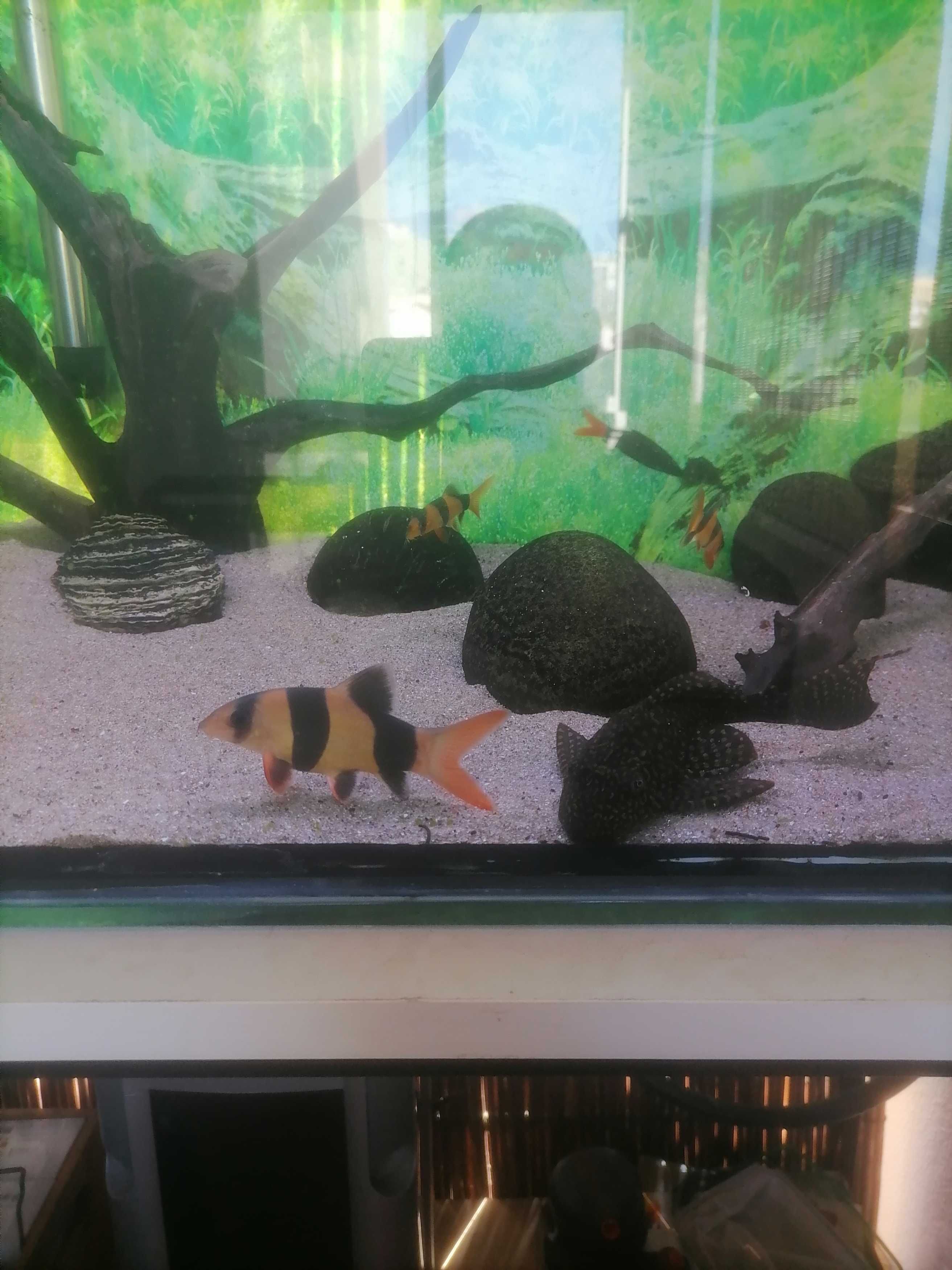 Peixe Botia palhaço 16cm/17cm