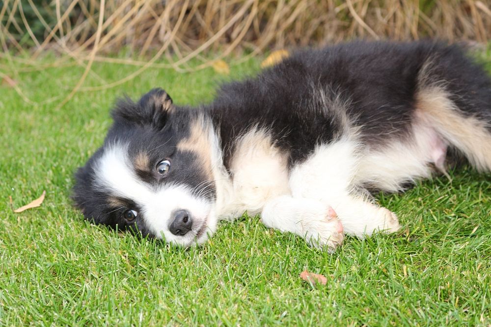 Śliczniutki pięknie umaszczony piesek Border Collie tricolor