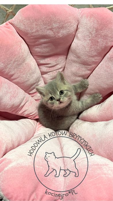 Kot Brytyjczyk niebieski pregowany rodowod FPL