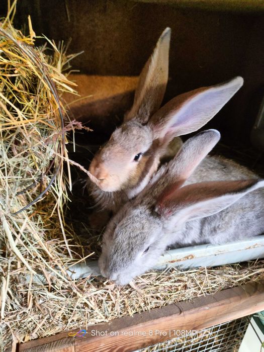 Promocja Sprzedam króliki tuszki i żywe młode średnie i starsze.