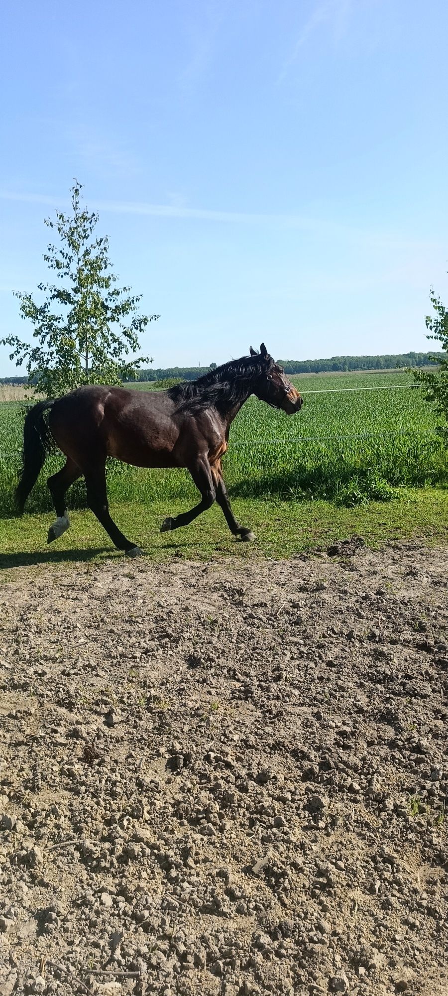 Sprzedam Ogerek Śląski