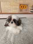Suczka shih-tzu tricolor