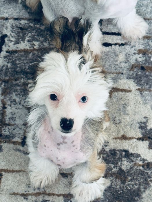 Chiński Grzywacz - piesek nagi / hl z metryką ZKwP