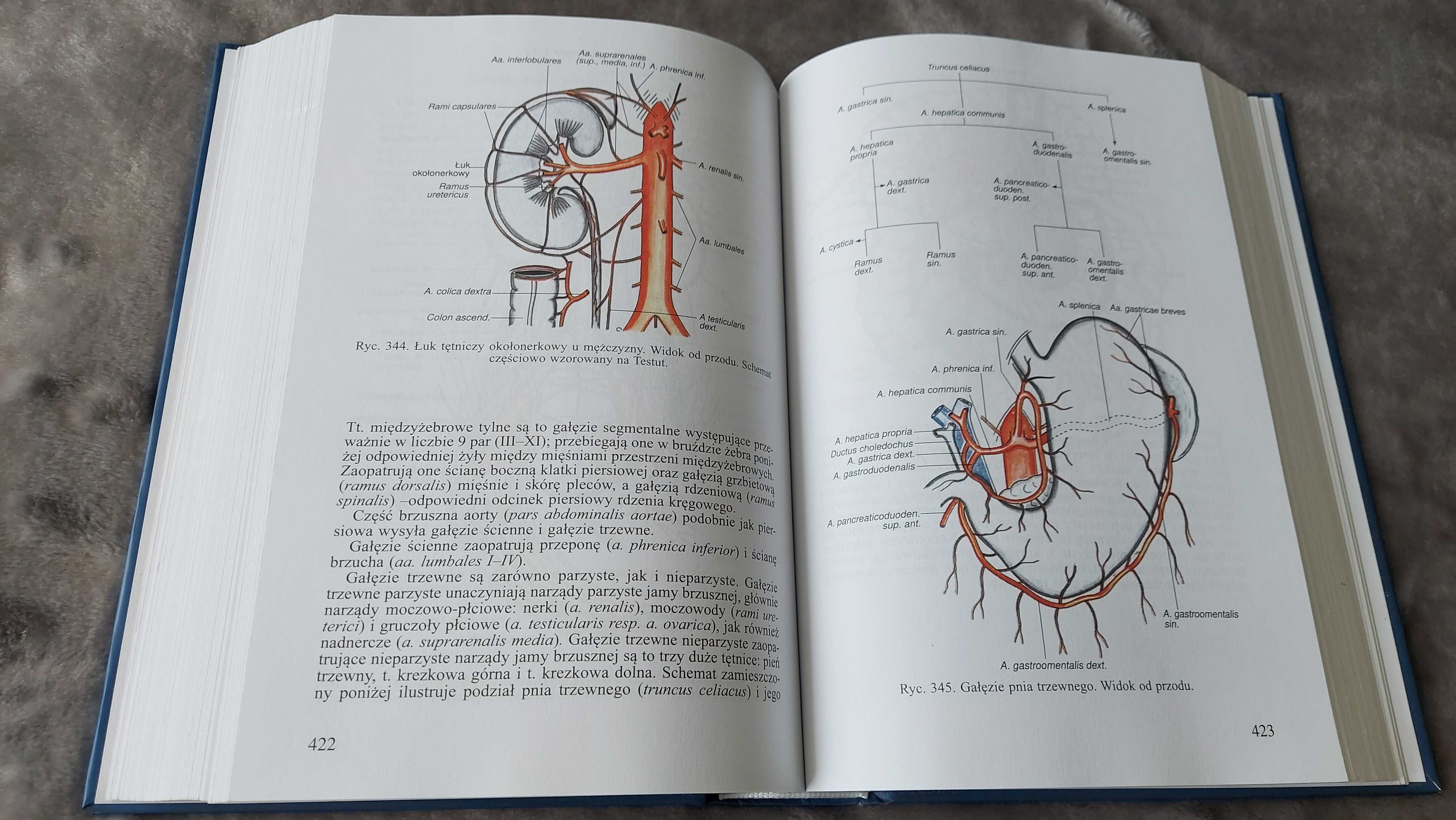 Bochenek Anatomia człowieka - Repetytorium