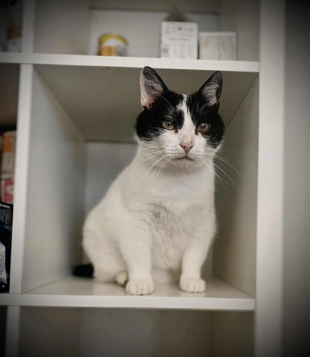 Duży kocurek Bodzio szuka domu!