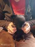 Chihuahua Suczka