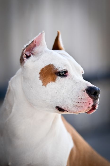 Rudy Samiec American Staffordshire Terrier Amstaff ZKwP FCI
