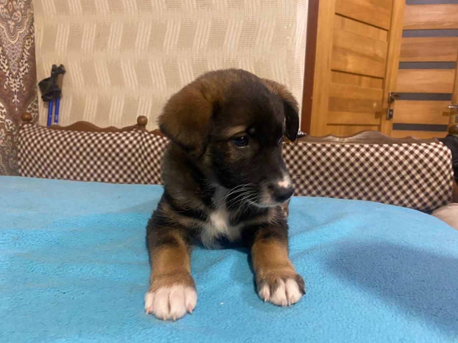 Лагідні гарні малі цуценята