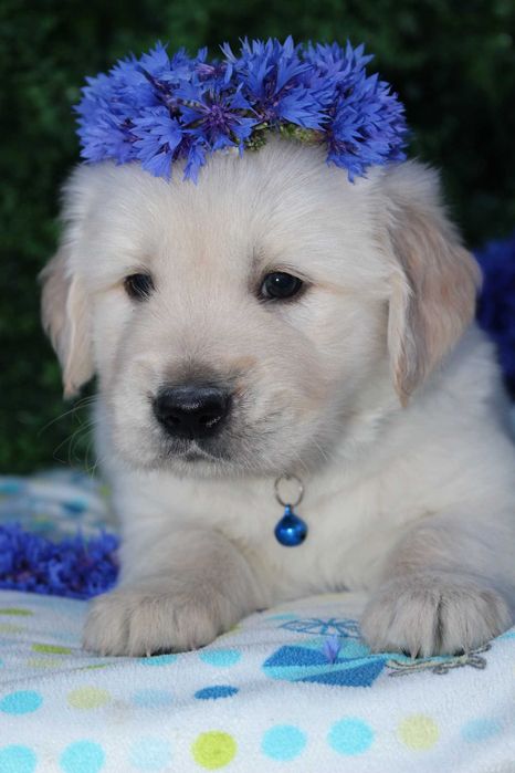 *Suczka Golden retriever FCI*