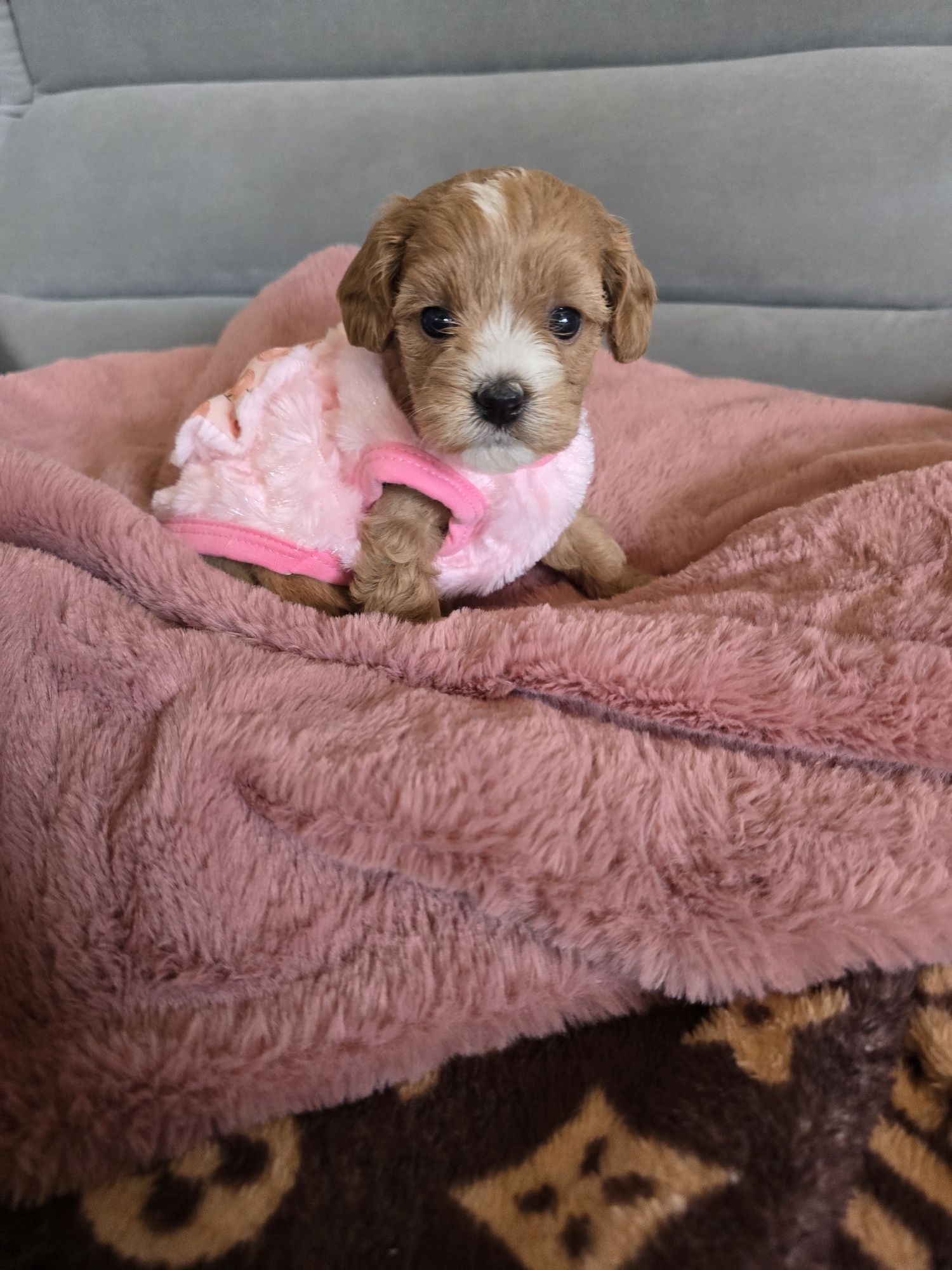 Maltipoo sunia śliczna