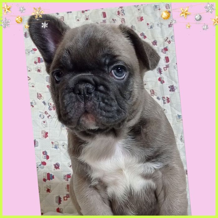 Чарівні цуценята