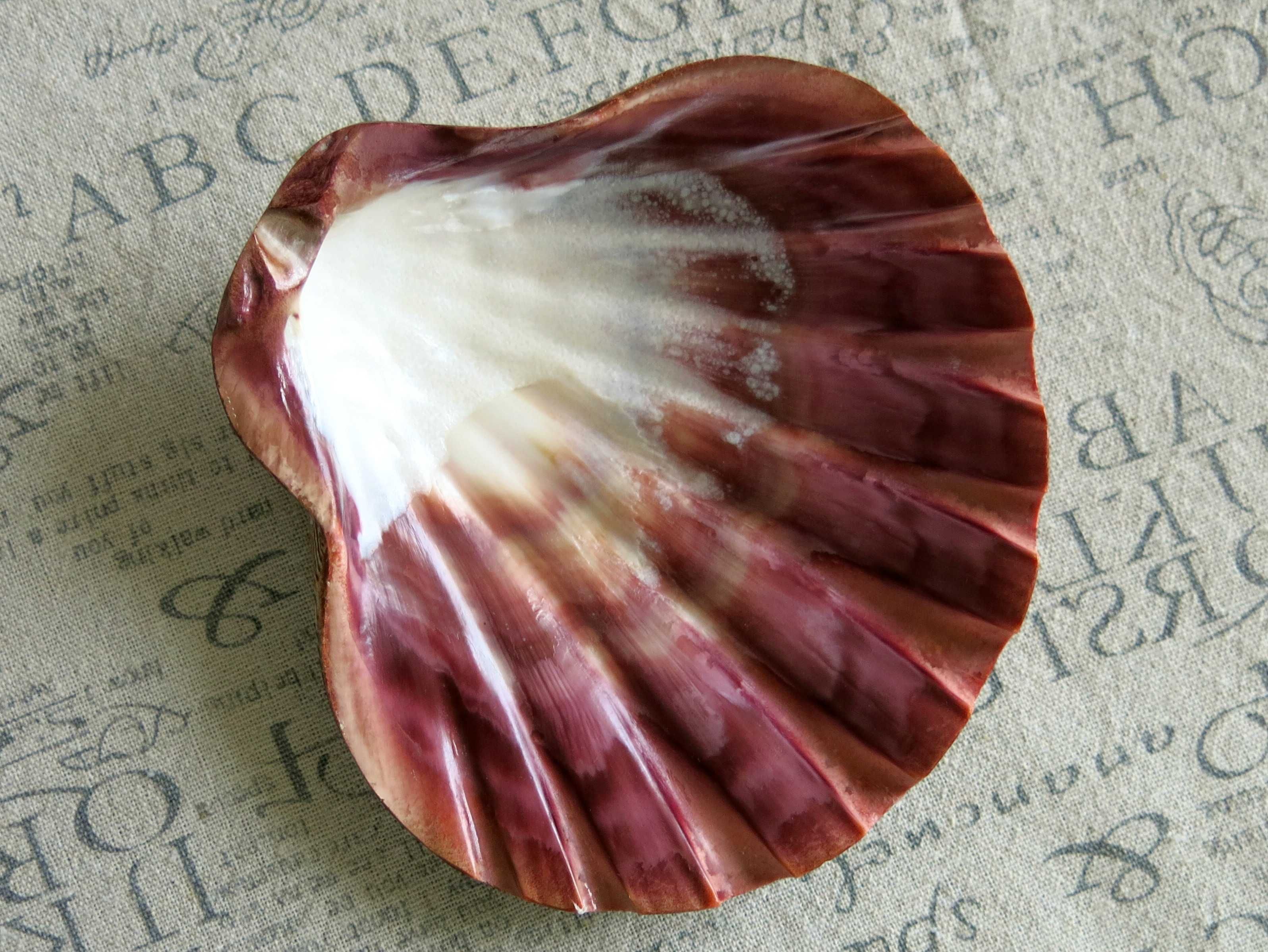 Muszla morska polerowana - Lyropecten subnodosus / 143 mm