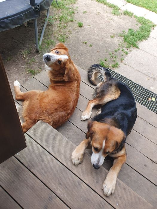 Oddam w dobre ręce dwie roczne sunie