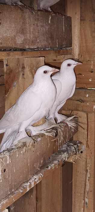 Sprzedam gołębie bociany