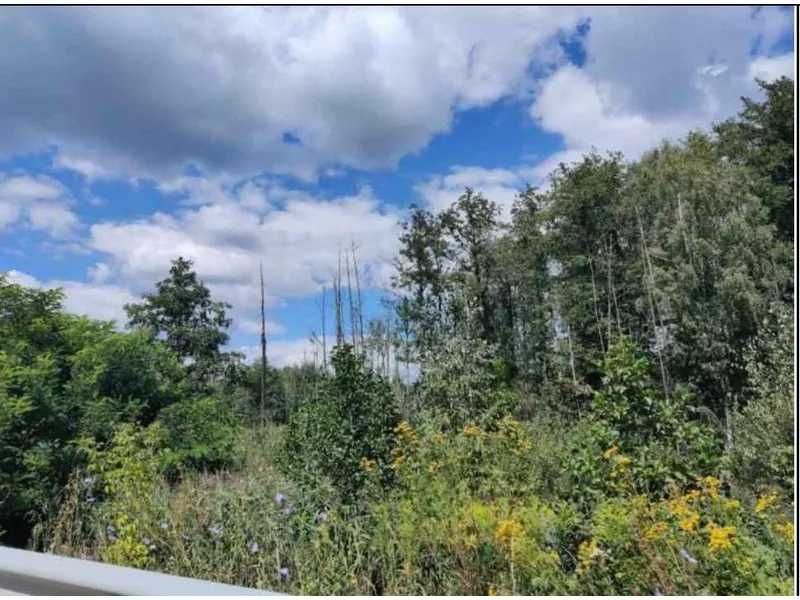 Земельна ділянка (5,0 га) - с. Березівка Житомирської обл.