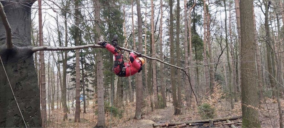 Wycinka i pielęgnacja drzew