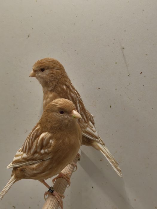 Kanarki z własnej hodowli. Samce