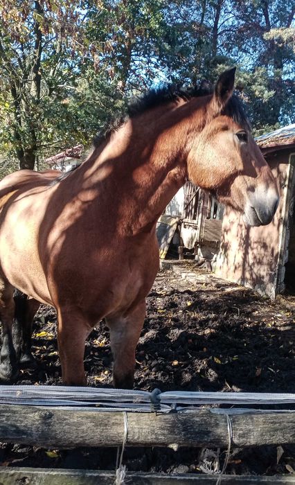 Sprzedam wysoką klacz do zaprzęgu