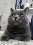 Gato british straight shorthair para acasalamento