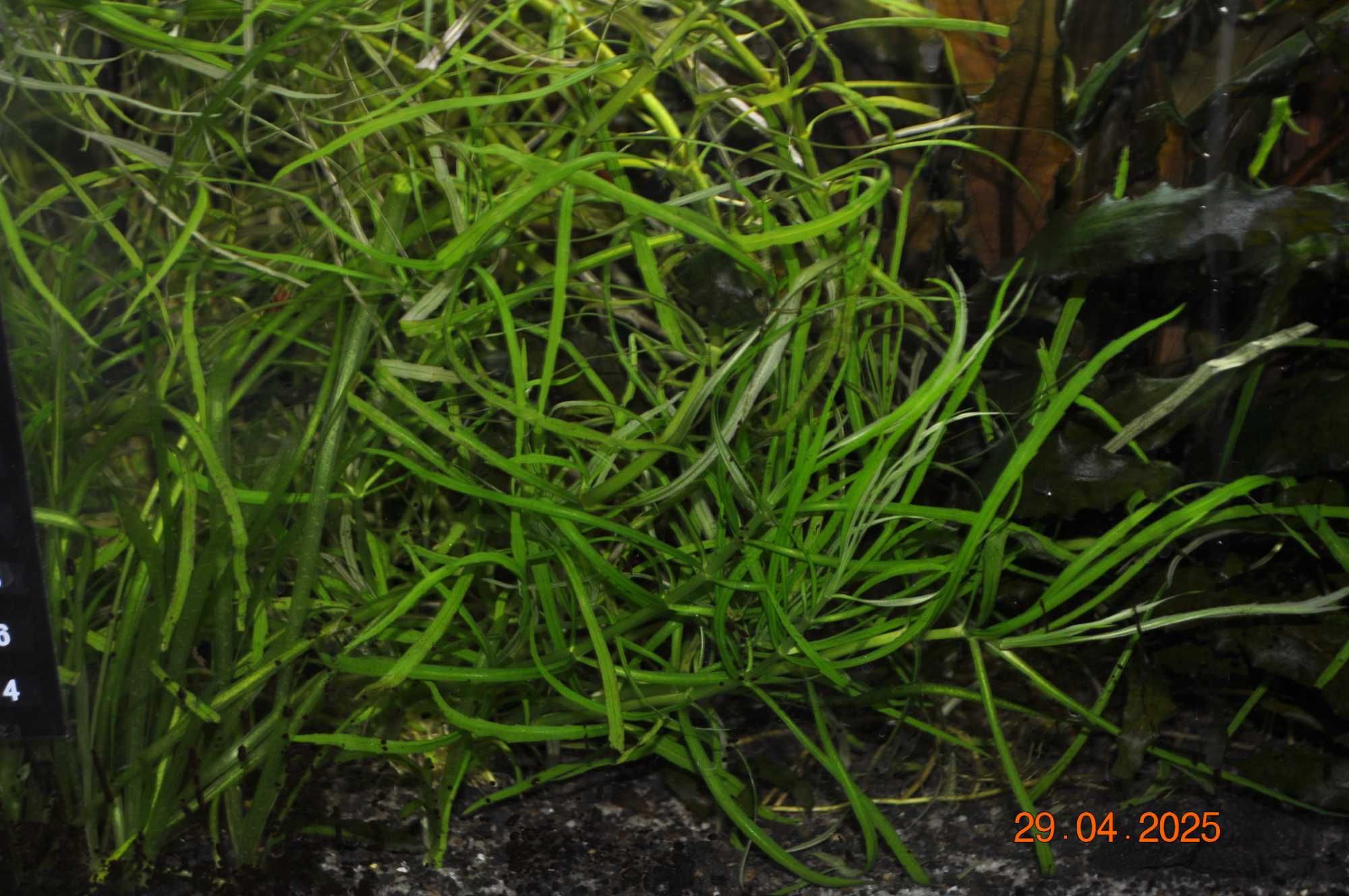Pogostemon octopus roślina akwariowa PIĘKNA 20cm