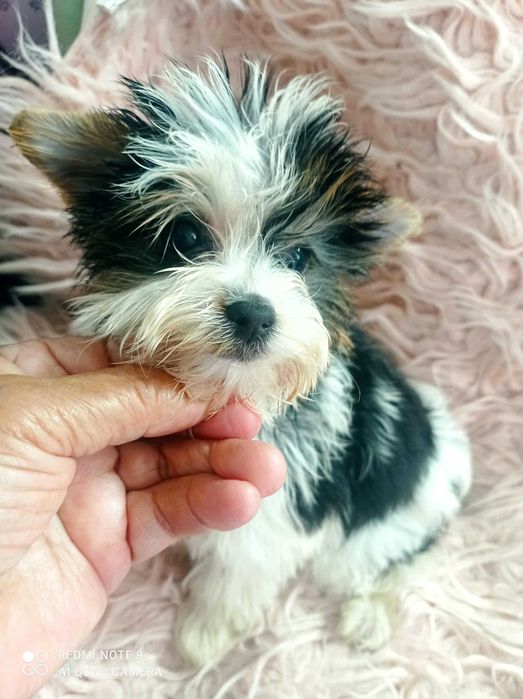 Biewer Terrier TOP, menina