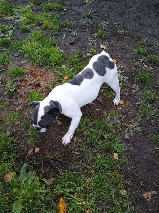 Молодой кобель французский бульдог