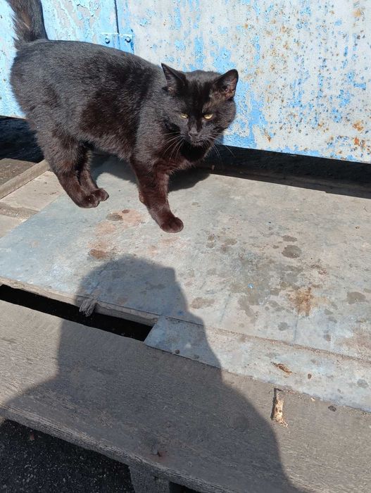 Котик чорний метис мейн - кун , ЧОРІ 1.5 року