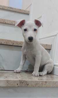 Jack Russel Terrier dziewczynka