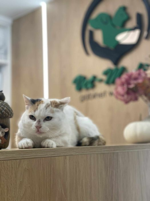 Kotka Nadzieja do adopcji