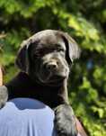 Labrador retriever piesek czarny I'M A BAD BOY ZKwP FCI