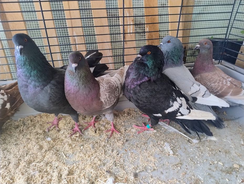 Sprzedam  gołębie rysie