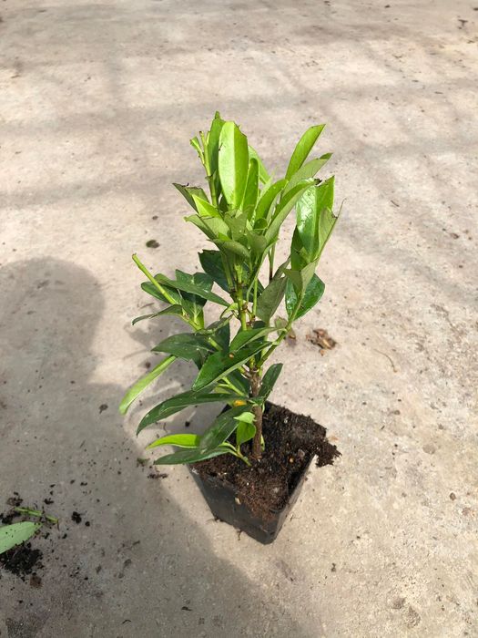 Laurowiśnia wschodnia CAUCASICA sadzonki 15-30cm Doniczka p9 ŻYWOPLOT