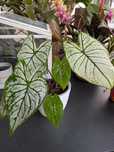 Planta Caladium branco