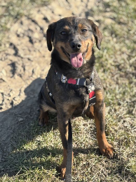 Maly piesek Pikuś do adopcji