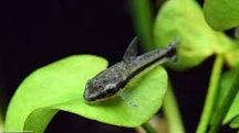 Otocinclus Otos TINA ZOO Zabrze