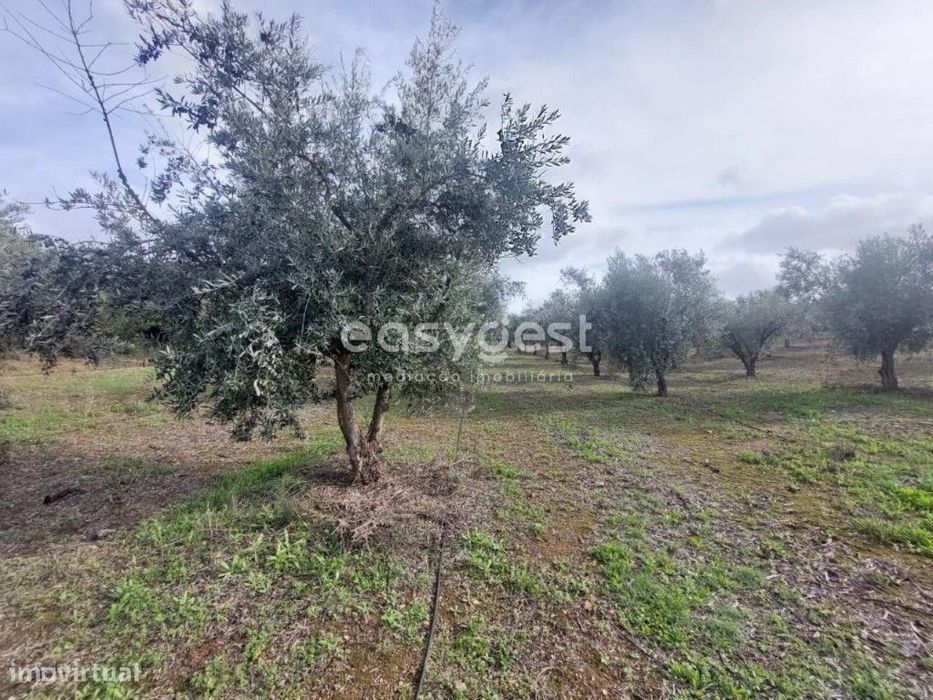 Terreno Rústico com 13.750m2, com Apoio Agrícola registado e Olival